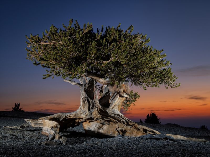 Bristlecone Pine