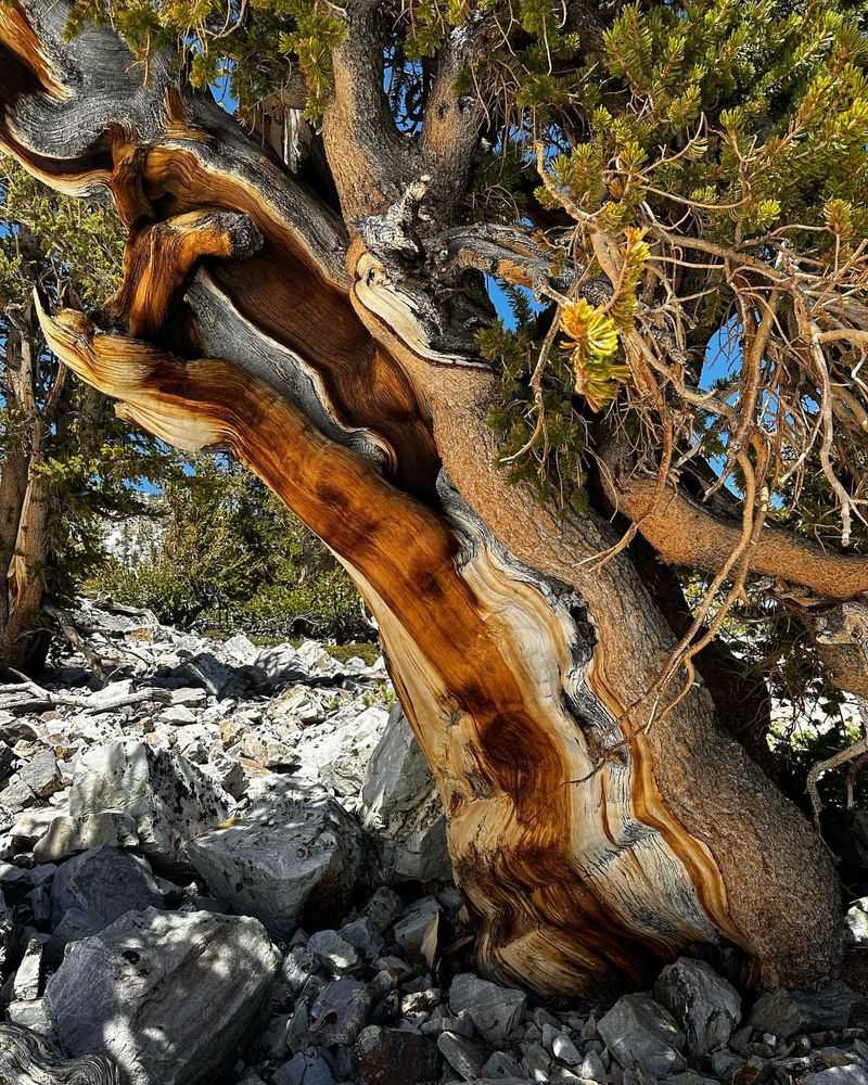 Bristlecone Pine