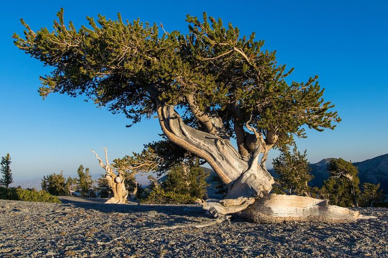 Bristlecone Pine