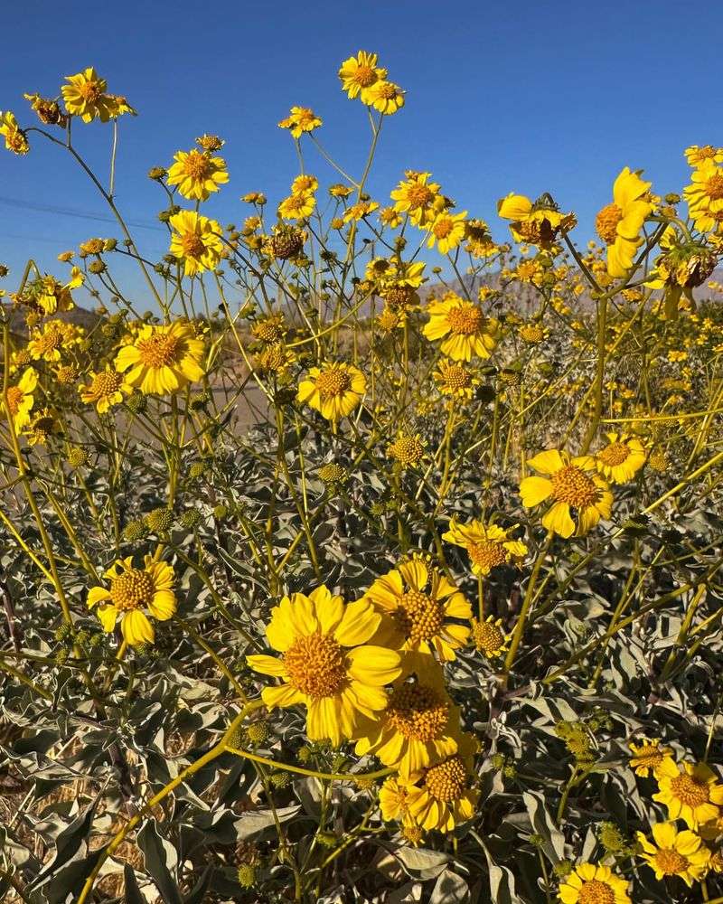 Brittlebush