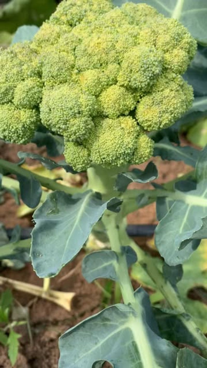 Broccoli