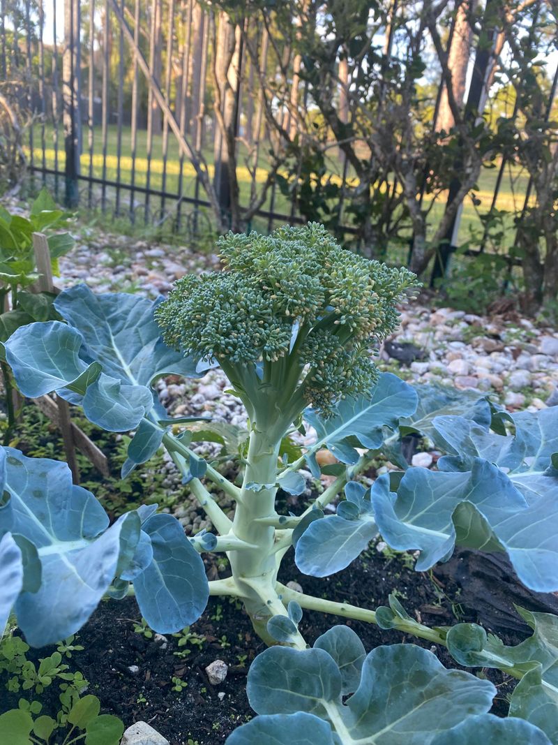 Broccoli