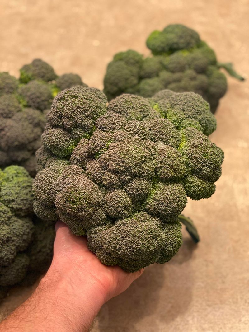 Broccoli