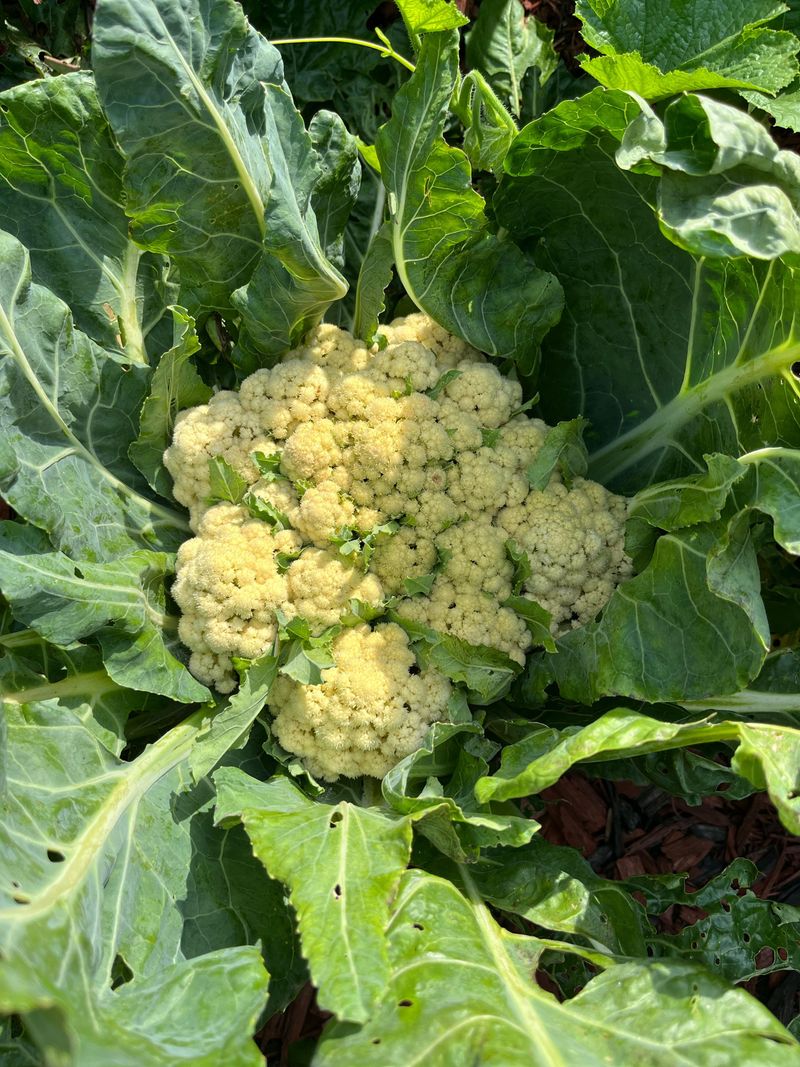 Cauliflower