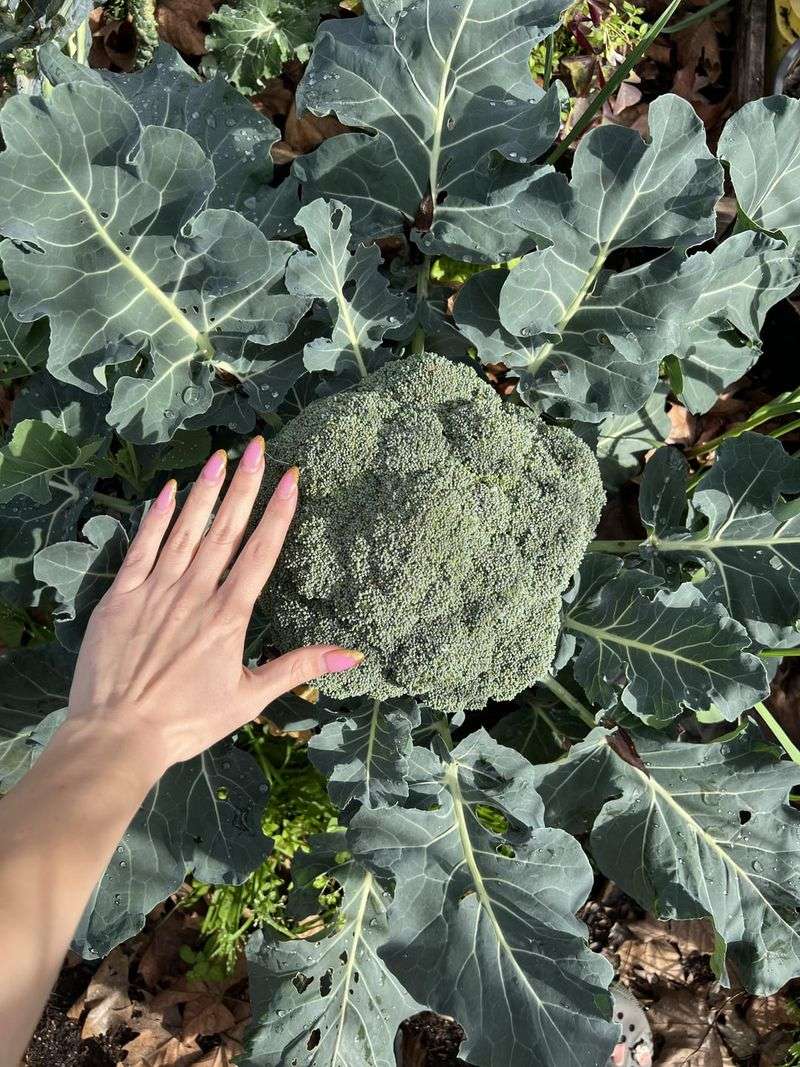 Broccoli