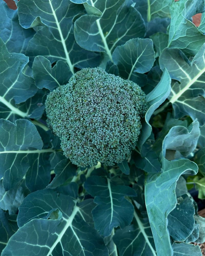 Broccoli