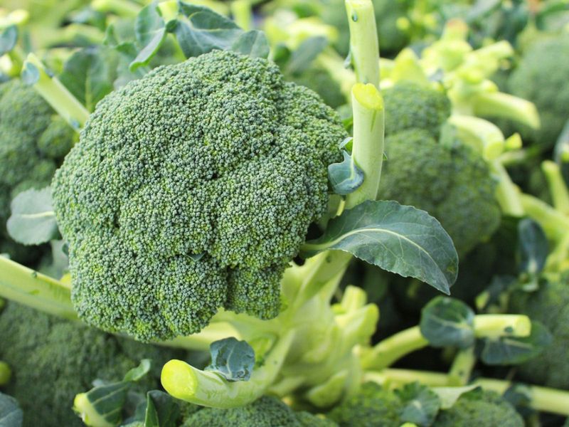 Broccoli's Heat Tolerance