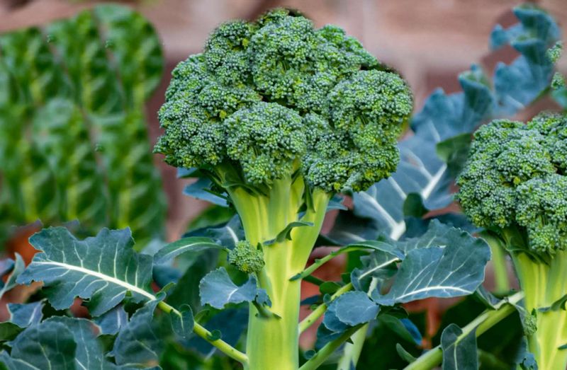 Broccoli Raab