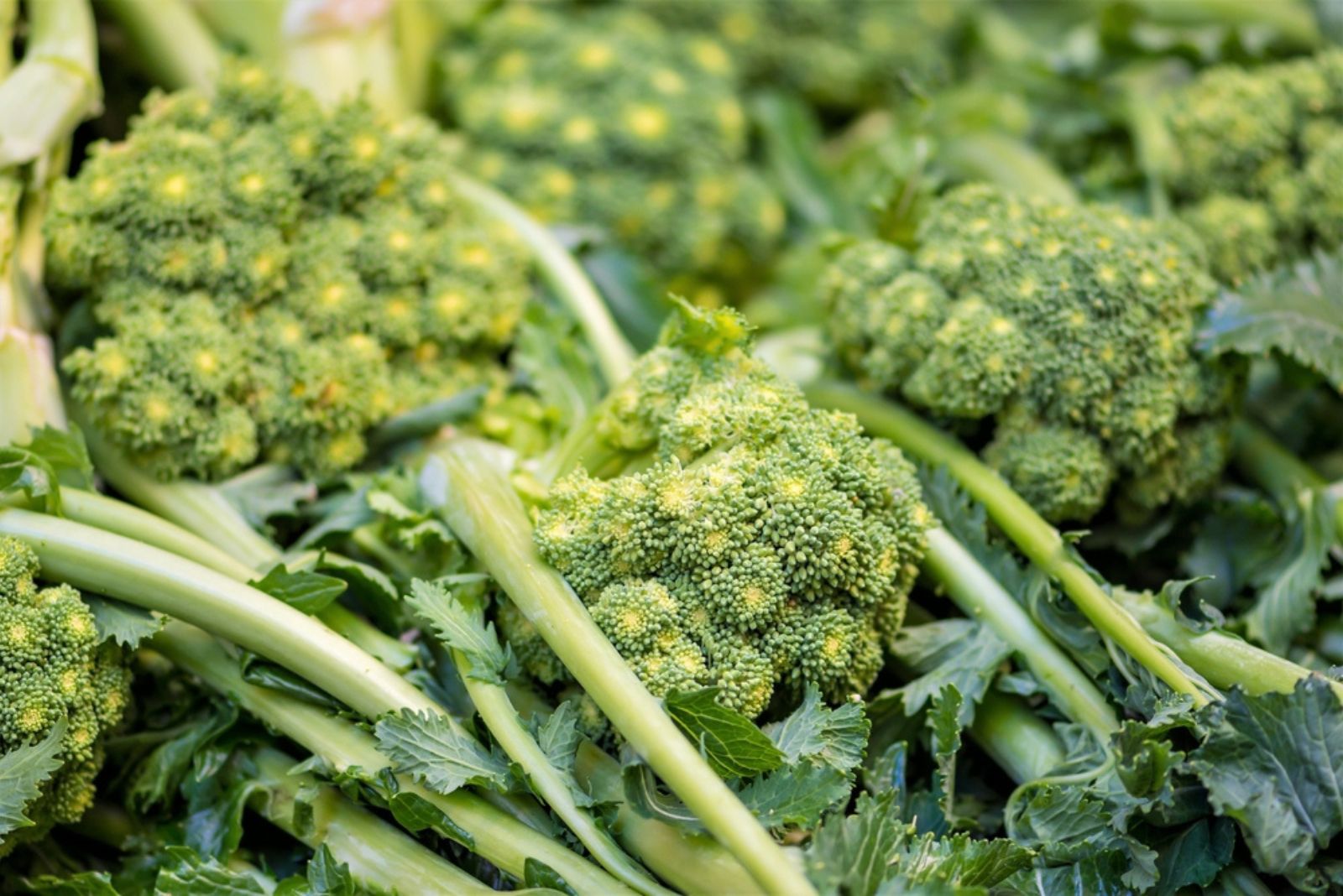 broccoli in garden