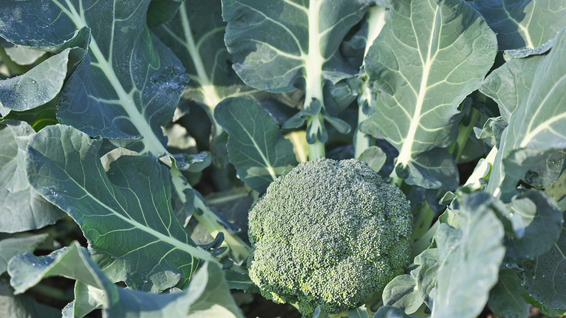 broccoli plant