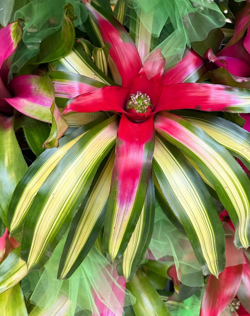 Bromeliad