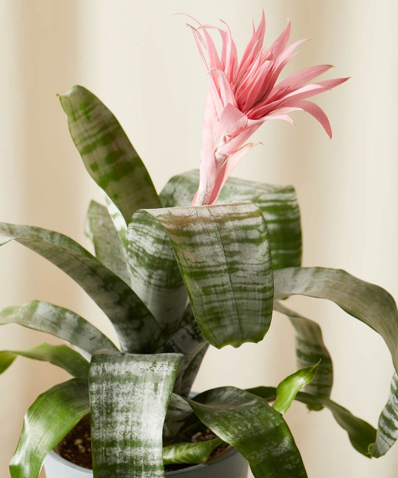 Bromeliad