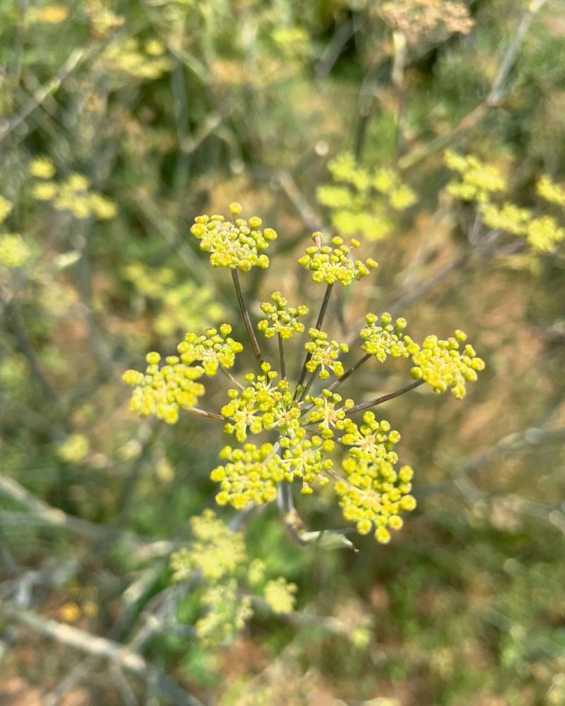 Bronze Fennel