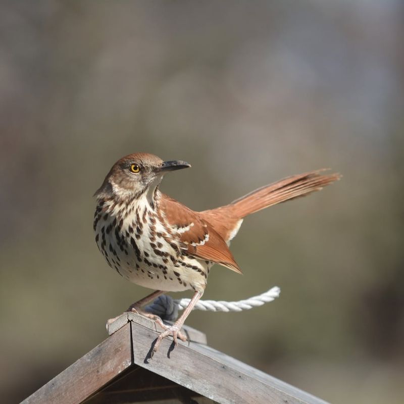 Brown Thrasher