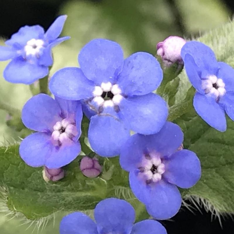 Brunnera