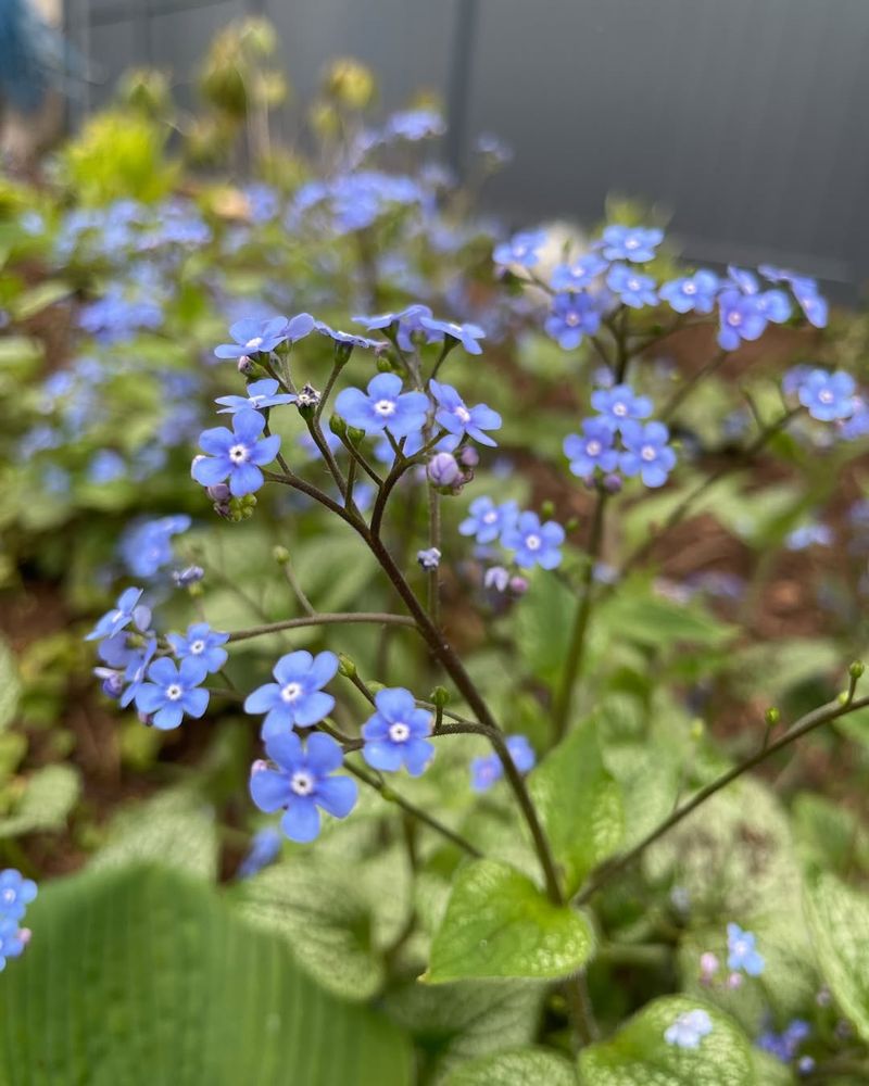 Brunnera