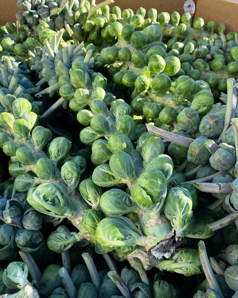 Brussels Sprouts