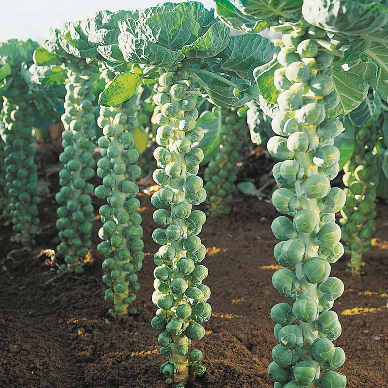 Brussels Sprouts