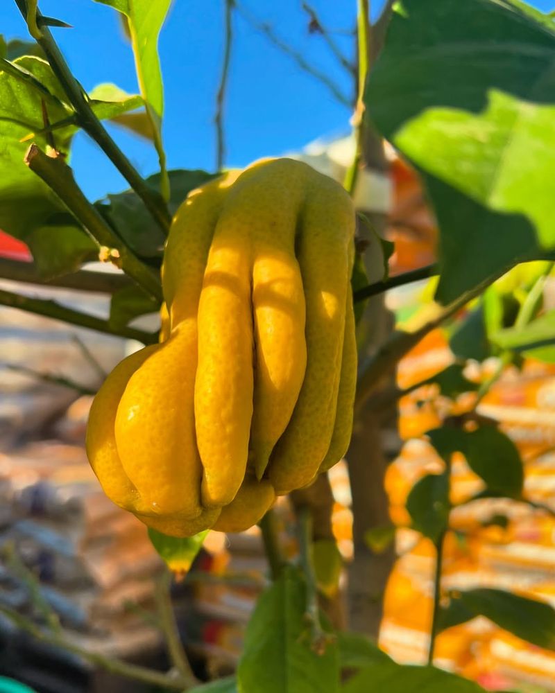 Buddha's Hand