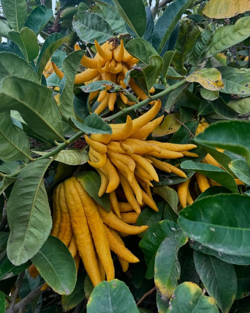 Buddha's Hand