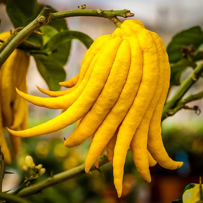 Buddha's Hand