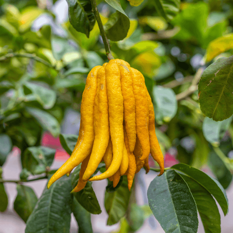 Buddha's Hand