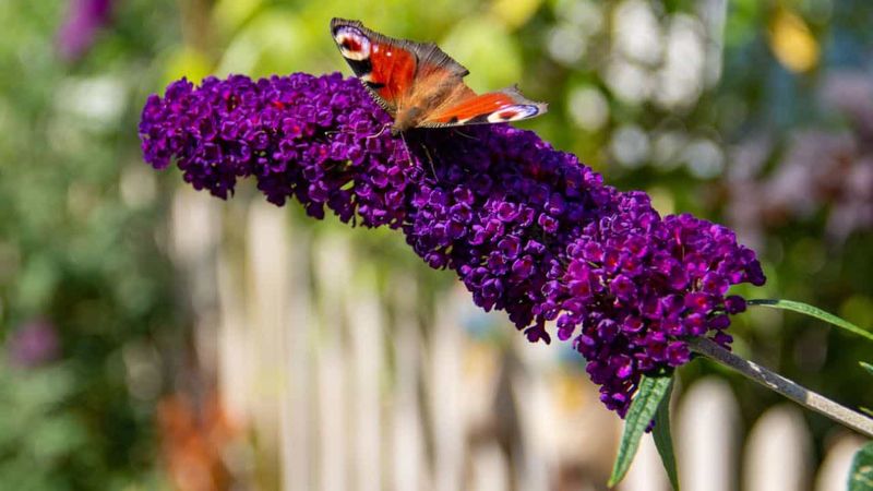 Buddleia