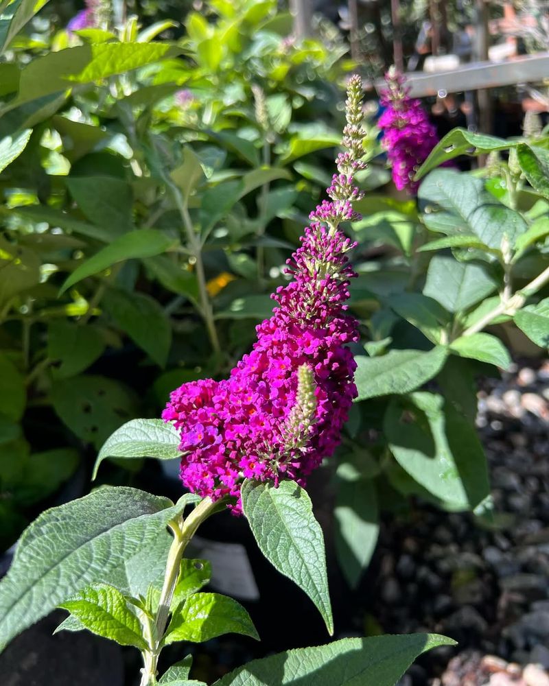 Buddleia