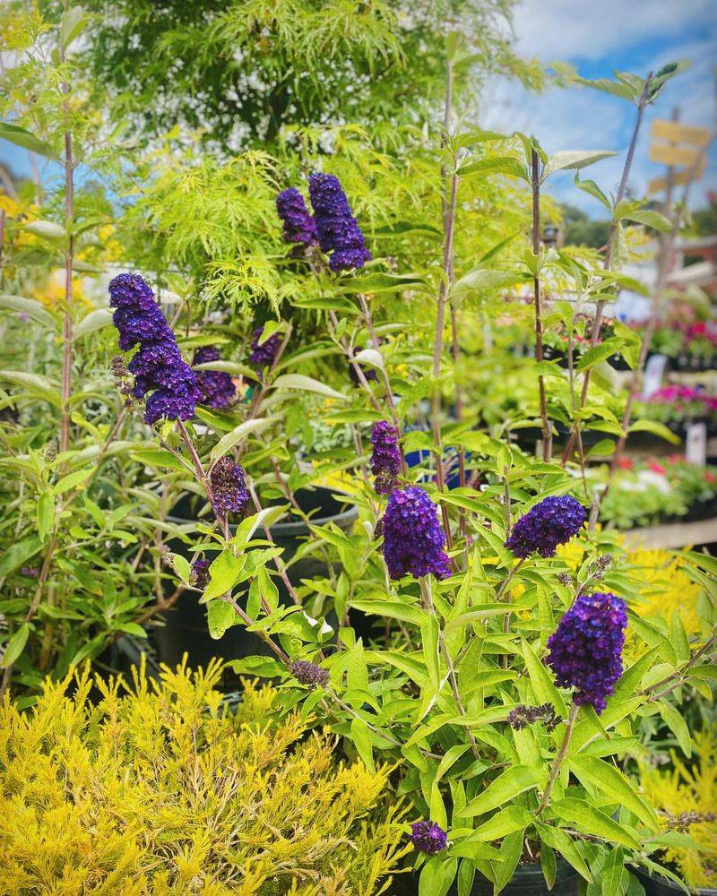 Buddleia