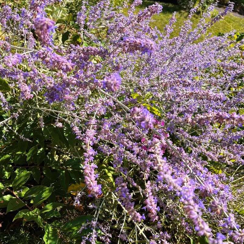 Buddleja alternifolia