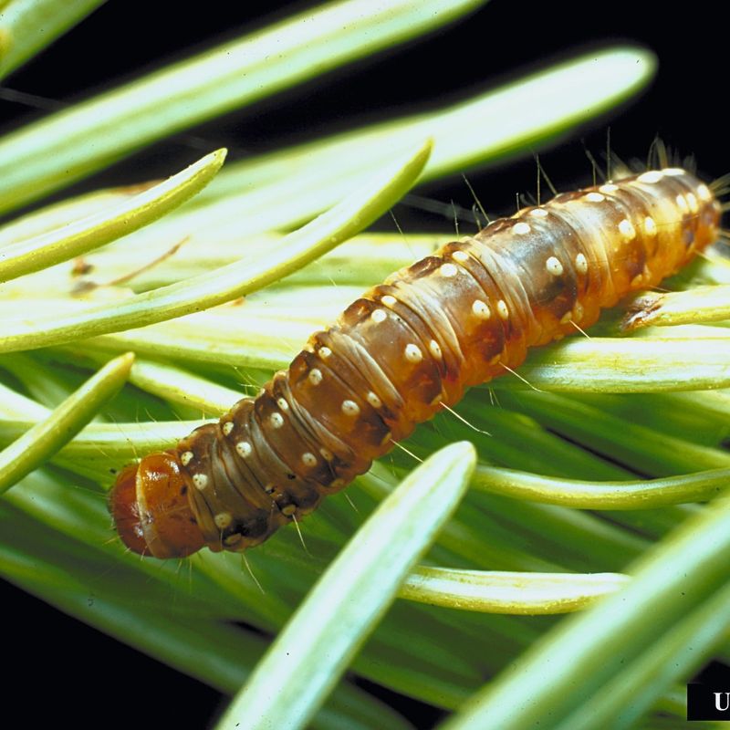 Budworms