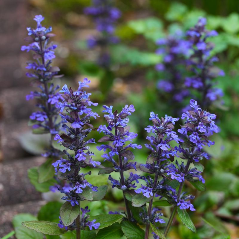 Bugleweed