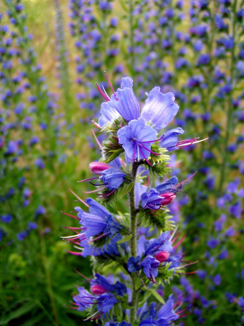 Bugloss