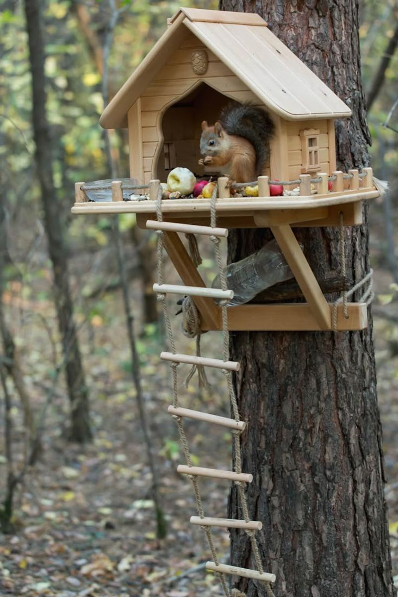 Build a Squirrel Playground