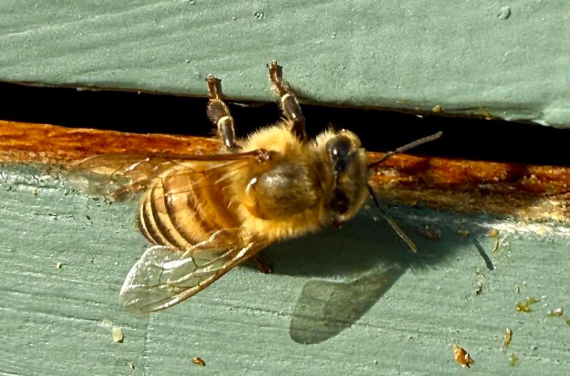 Building Bee-Hostile Fences