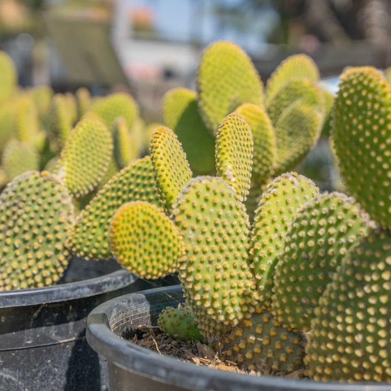 Bunny Ears Cactus