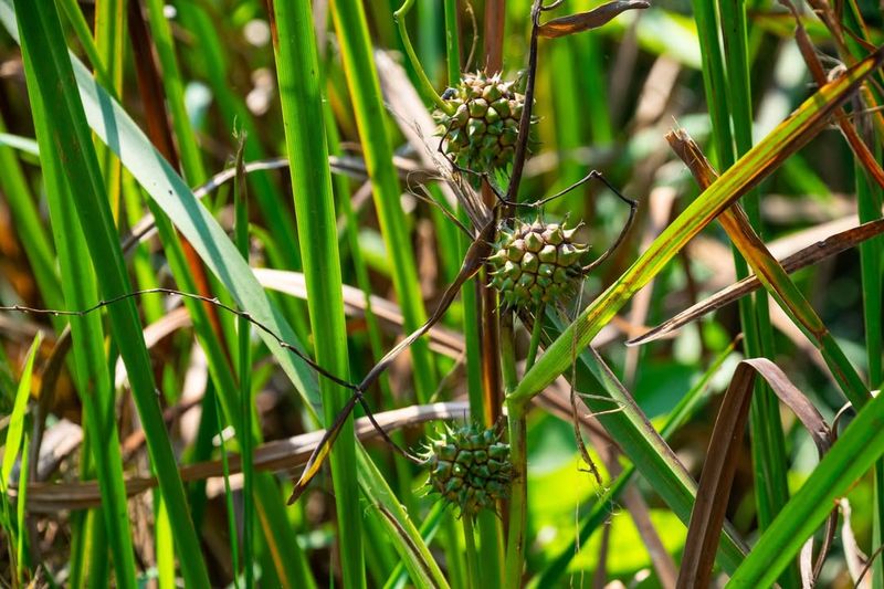 Bur-reed