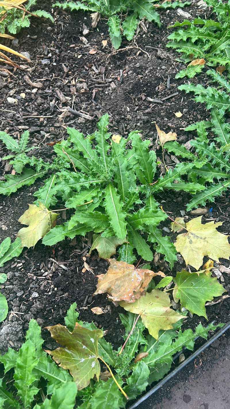 Burdock Banisher