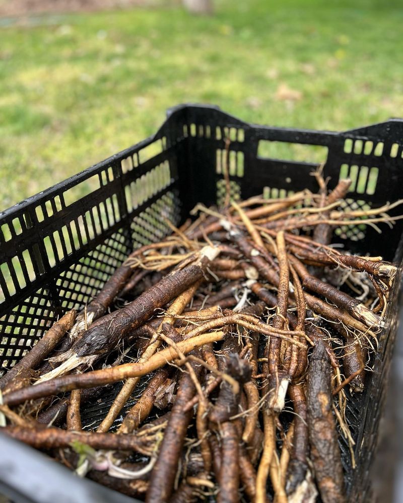 Burdock Root