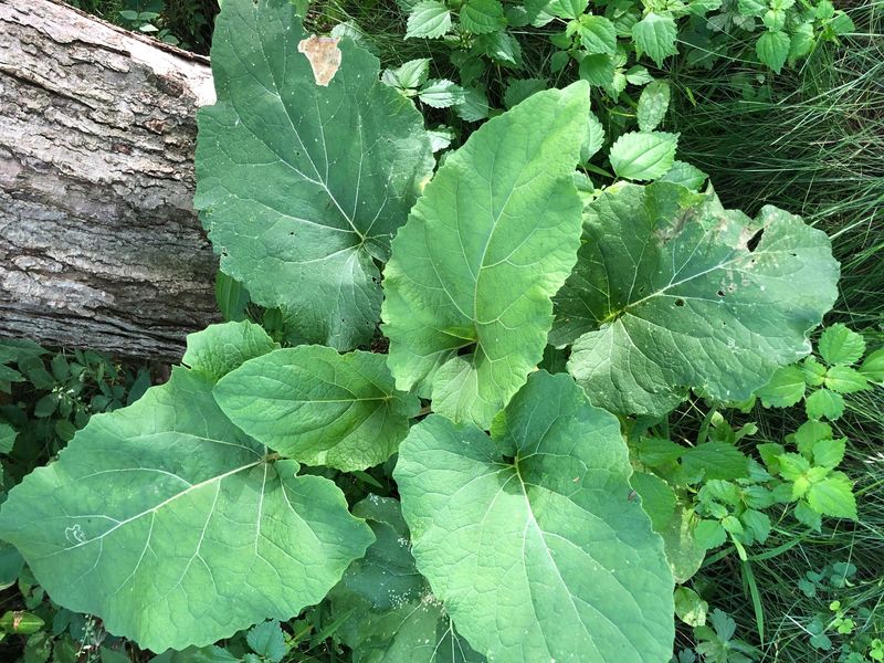 Burdock