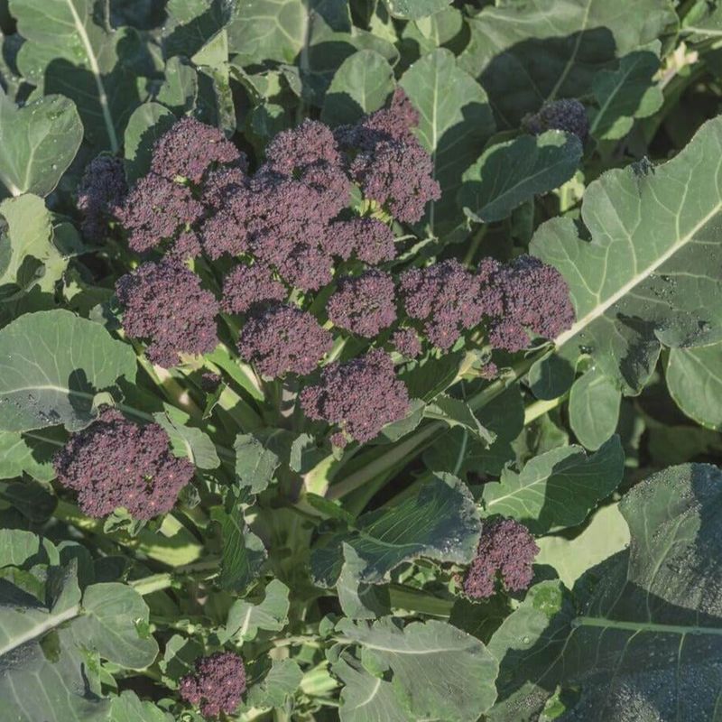 Burgundy Broccoli