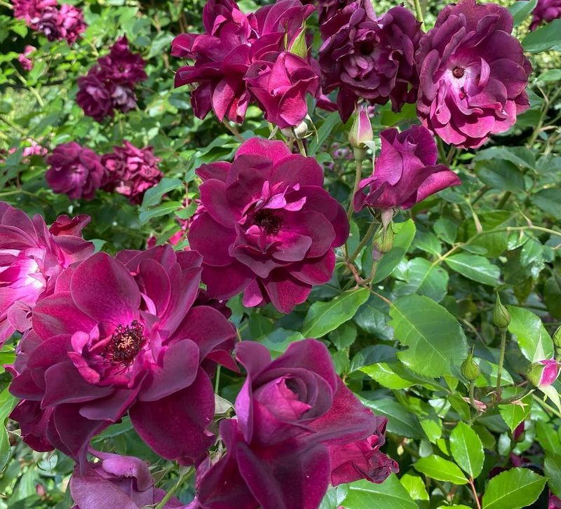 Burgundy Iceberg Rose