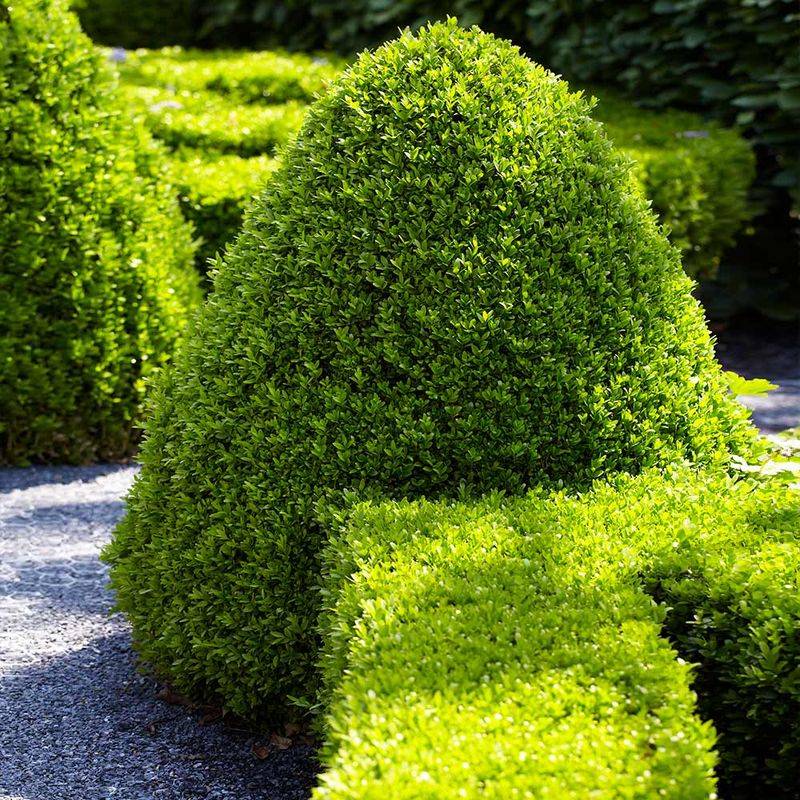 Boxwood (large varieties)