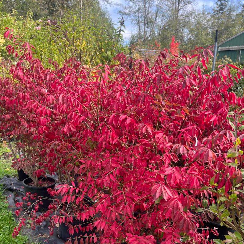 Burning Bush