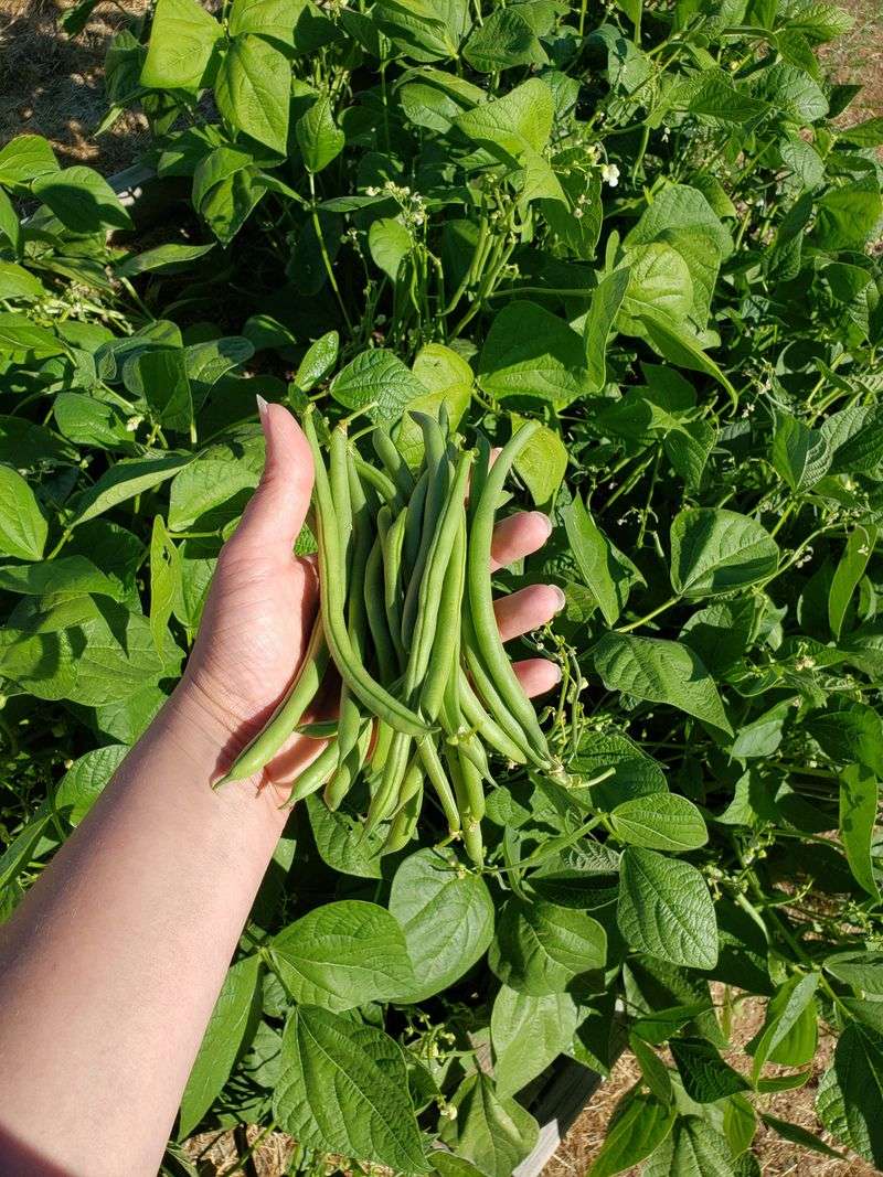 Bush Beans