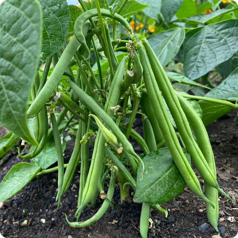 Bush Beans