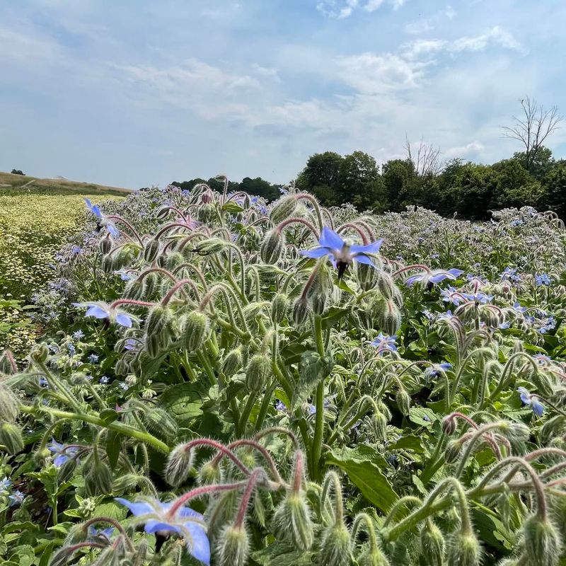 Borage