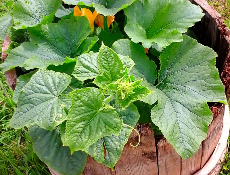 Bush Cucumbers