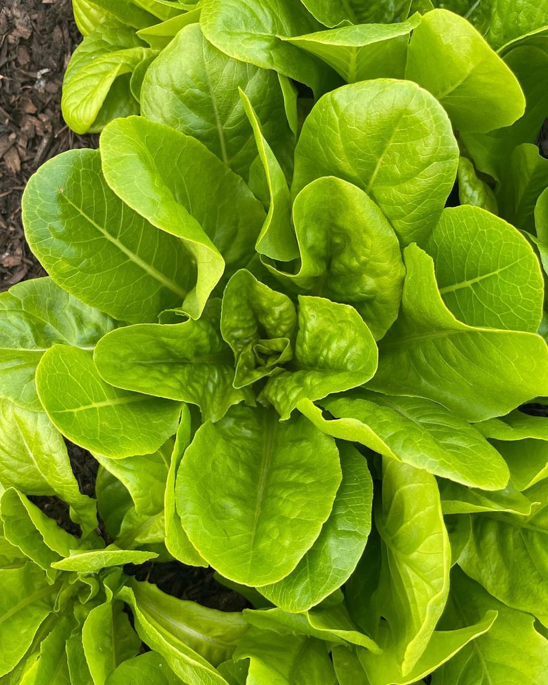 Buttercrunch Lettuce