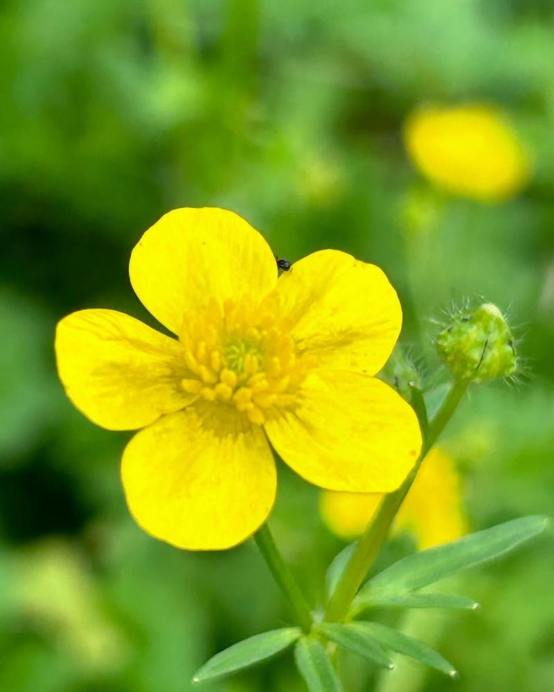 Buttercups